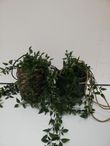 Hangplanten
